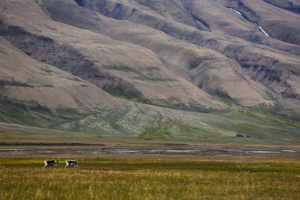 Sob polární  (Rangifer tarandus), Sob polární  (Rangifer tarandus) Svalbard Reindeer, Autor: Ondřej Prosický | NaturePhoto.cz, Model: Canon EOS 5D Mark III, Objektiv: EF70-200mm f/2.8L IS II USM, Ohnisková vzdálenost (EQ35mm): 200 mm, fotografováno z ruky, Clona: 5.0, Doba expozice: 1/400 s, ISO: 200, Kompenzace expozice: -1/3, Blesk: Ne, 26. července 2013 14:45:50, Lyngyaerbyen, Špicberky (Norsko)