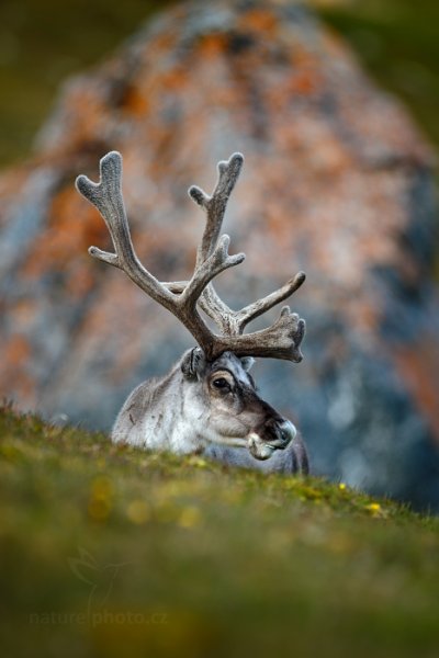 Sob polární  (Rangifer tarandus), Sob polární  (Rangifer tarandus) Svalbard Reindeer, Autor: Ondřej Prosický | NaturePhoto.cz, Model: Canon EOS-1D X, Objektiv: EF400mm f/2.8L IS II USM, Ohnisková vzdálenost (EQ35mm): 400 mm, fotografováno z ruky, Clona: 3.5, Doba expozice: 1/1250 s, ISO: 200, Kompenzace expozice: 0, Blesk: Ne, 24. července 2013 16:25:46, Protektorfjellet, Špicberky (Norsko)