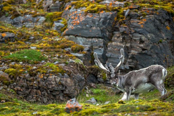 Sob polární  (Rangifer tarandus), Sob polární  (Rangifer tarandus) Svalbard Reindeer, Autor: Ondřej Prosický | NaturePhoto.cz, Model: Canon EOS-1D X, Objektiv: EF400mm f/2.8L IS II USM, Ohnisková vzdálenost (EQ35mm): 400 mm, fotografováno z ruky, Clona: 2.8, Doba expozice: 1/640 s, ISO: 1000, Kompenzace expozice: 0, Blesk: Ne, 23. července 2013 23:53:28, Kongsbreen, Špicberky (Norsko)