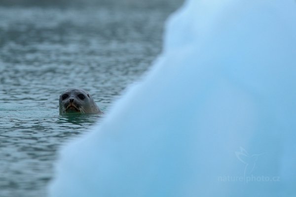 Tuleň kroužkovaný (Pusa hispida), Tuleň kroužkovaný (Pusa hispida) Ringed Seal, Autor: Ondřej Prosický | NaturePhoto.cz, Model: Canon EOS-1D X, Objektiv: EF400mm f/2.8L IS II USM, Ohnisková vzdálenost (EQ35mm): 400 mm, fotografováno z ruky, Clona: 5.6, Doba expozice: 1/320 s, ISO: 500, Kompenzace expozice: +1, Blesk: Ne, 23. července 2013 22:55:27, Kongsbreen, Špicberky (Norsko)