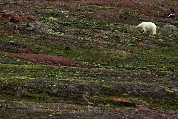 Medvěd lední (Ursus maritimus), Medvěd lední (Ursus maritimus) Polar Bear, Autor: Ondřej Prosický | NaturePhoto.cz, Model: Canon EOS-1D X, Objektiv: EF400mm f/2.8L IS II USM +2x III, Ohnisková vzdálenost (EQ35mm): 800 mm, fotografováno z ruky, Clona: 7.1, Doba expozice: 1/800 s, ISO: 1000, Kompenzace expozice: -1 1/3, Blesk: Ne, 22. července 2013 17:45:41, Hinlopenstretet, Špicberky (Norsko)