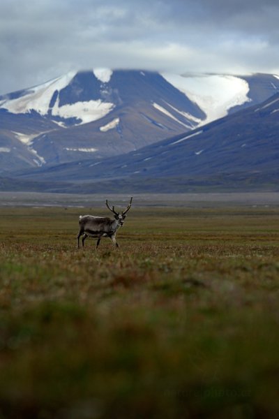 Sob polární  (Rangifer tarandus), Sob polární  (Rangifer tarandus) Svalbard Reindeer, Autor: Ondřej Prosický | NaturePhoto.cz, Model: Canon EOS 5D Mark III, Objektiv: EF70-200mm f/2.8L IS II USM, Ohnisková vzdálenost (EQ35mm): 200 mm, fotografováno z ruky, Clona: 5.6, Doba expozice: 1/1000 s, ISO: 400, Kompenzace expozice: -1/3, Blesk: Ne, 26. července 2013 14:33:24, Lyngyaerbyen, Špicberky (Norsko)