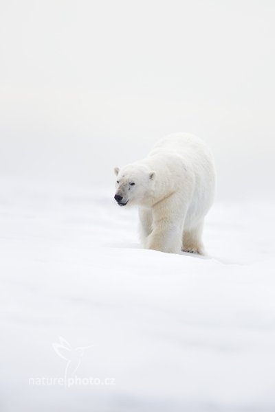 Medvěd lední (Ursus maritimus), Medvěd lední (Ursus maritimus) Polar Bear, Autor: Ondřej Prosický | NaturePhoto.cz, Model: Canon EOS-1D X, Objektiv: EF400mm f/2.8L IS II USM +2x III, Ohnisková vzdálenost (EQ35mm): 800 mm, fotografováno z ruky, Clona: 5.6, Doba expozice: 1/320 s, ISO: 100, Kompenzace expozice: +2/3, Blesk: Ne, 16. července 2013 15:53:45, Sjuøyane, Špicberky (Norsko)