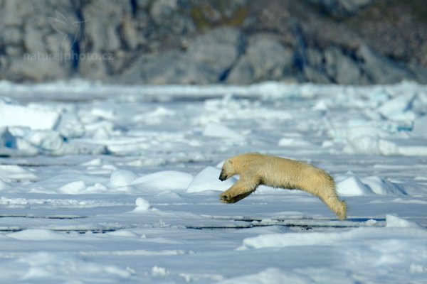 Medvěd lední (Ursus maritimus), Medvěd lední (Ursus maritimus) Polar Bear, Autor: Ondřej Prosický | NaturePhoto.cz, Model: Canon EOS-1D X, Objektiv: EF400mm f/2.8L IS II USM +2x III, Ohnisková vzdálenost (EQ35mm): 800 mm, fotografováno z ruky, Clona: 5.6, Doba expozice: 1/2000 s, ISO: 200, Kompenzace expozice: 0, Blesk: Ne, 17. července 2013 20:39:33, Sjuøyane, Špicberky (Norsko)