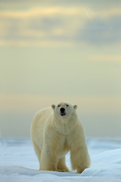 Medvěd lední (Ursus maritimus), Medvěd lední (Ursus maritimus) Polar Bear, Autor: Ondřej Prosický | NaturePhoto.cz, Model: Canon EOS-1D X, Objektiv: EF400mm f/2.8L IS II USM +2x III, Ohnisková vzdálenost (EQ35mm): 800 mm, fotografováno z ruky, Clona: 7.1, Doba expozice: 1/320 s, ISO: 100, Kompenzace expozice: +2/3, Blesk: Ne, 16. července 2013 15:54:22, Sjuøyane, Špicberky (Norsko)