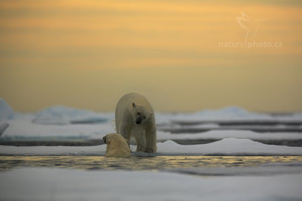 Medvěd lední (Ursus maritimus), Medvěd lední (Ursus maritimus) Polar Bear, Autor: Ondřej Prosický | NaturePhoto.cz, Model: Canon EOS 5D Mark III, Objektiv: EF400mm f/2.8L IS II USM +2x III, Ohnisková vzdálenost (EQ35mm): 800 mm, fotografováno z ruky, Clona: 6.3, Doba expozice: 1/1600 s, ISO: 400, Kompenzace expozice: +1, Blesk: Ne, 17. července 2013 16:17:38, Sjuøyane, Špicberky (Norsko)