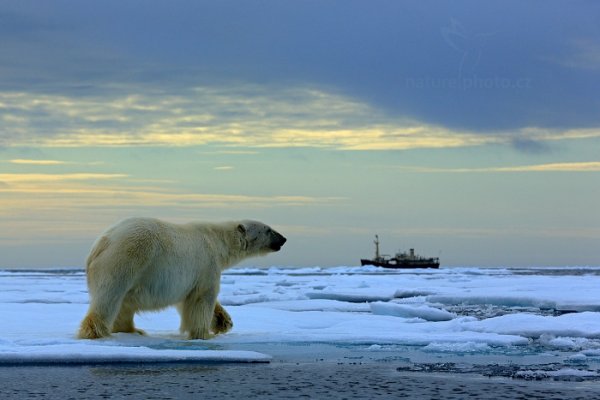 Medvěd lední (Ursus maritimus), Medvěd lední (Ursus maritimus) Polar Bear, Autor: Ondřej Prosický | NaturePhoto.cz, Model: Canon EOS 5D Mark III, Objektiv: EF70-200mm f/2.8L IS II USM, Ohnisková vzdálenost (EQ35mm): 180 mm, fotografováno z ruky, Clona: 10, Doba expozice: 1/1000 s, ISO: 400, Kompenzace expozice: +1/3, Blesk: Ne, 17. července 2013 15:58:13, Sjuøyane, Špicberky (Norsko)