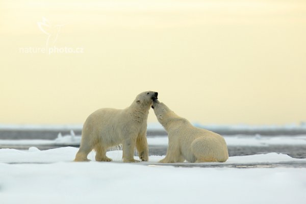 Medvěd lední (Ursus maritimus), Medvěd lední (Ursus maritimus) Polar Bear, Autor: Ondřej Prosický | NaturePhoto.cz, Model: Canon EOS 5D Mark III, Objektiv: EF400mm f/2.8L IS II USM +2x III, Ohnisková vzdálenost (EQ35mm): 800 mm, fotografováno z ruky, Clona: 6.3, Doba expozice: 1/800 s, ISO: 400, Kompenzace expozice: +1 2/3, Blesk: Ne, 17. července 2013 16:21:00, Sjuøyane, Špicberky (Norsko)