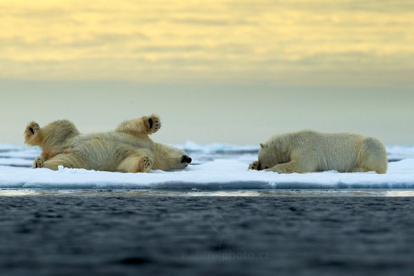 Medvěd lední (Ursus maritimus), Medvěd lední (Ursus maritimus) Polar Bear, Autor: Ondřej Prosický | NaturePhoto.cz, Model: Canon EOS-1D X, Objektiv: EF400mm f/2.8L IS II USM, Ohnisková vzdálenost (EQ35mm): 400 mm, fotografováno z ruky, Clona: 6.3, Doba expozice: 1/1600 s, ISO: 200, Kompenzace expozice: +2/3, Blesk: Ne, 16. července 2013 16:06:40, Sjuøyane, Špicberky (Norsko)