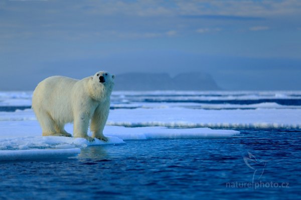 Medvěd lední (Ursus maritimus), Medvěd lední (Ursus maritimus) Polar Bear, Autor: Ondřej Prosický | NaturePhoto.cz, Model: Canon EOS 5D Mark III, Objektiv: EF70-200mm f/2.8L IS II USM, Ohnisková vzdálenost (EQ35mm): 200 mm, fotografováno z ruky, Clona: 3.5, Doba expozice: 1/400 s, ISO: 200, Kompenzace expozice: +2/3, Blesk: Ne, 17. července 2013 23:05:46, Sjuøyane, Špicberky (Norsko)