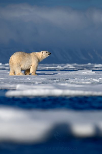 Medvěd lední (Ursus maritimus), Medvěd lední (Ursus maritimus) Polar Bear, Autor: Ondřej Prosický | NaturePhoto.cz, Model: Canon EOS-1D X, Objektiv: EF400mm f/2.8L IS II USM, Ohnisková vzdálenost (EQ35mm): 400 mm, fotografováno z ruky, Clona: 5.0, Doba expozice: 1/2000 s, ISO: 100, Kompenzace expozice: 0, Blesk: Ne, 16. července 2013 23:21:04, Sjuøyane, Špicberky (Norsko)