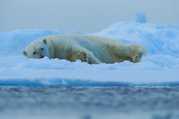 Medvěd lední (Ursus maritimus), Medvěd lední (Ursus maritimus) Polar Bear, Autor: Ondřej Prosický | NaturePhoto.cz, Model: Canon EOS-1D X, Objektiv: EF400mm f/2.8L IS II USM +2x III, Ohnisková vzdálenost (EQ35mm): 800 mm, fotografováno z ruky, Clona: 7.1, Doba expozice: 1/1000 s, ISO: 800, Kompenzace expozice: -1/3, Blesk: Ne, 16. července 2013 21:56:39, Sjuøyane, Špicberky (Norsko)