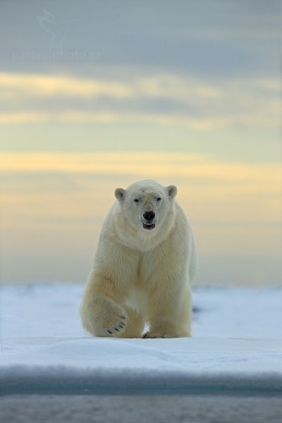 Medvěd lední (Ursus maritimus), Medvěd lední (Ursus maritimus) Polar Bear, Autor: Ondřej Prosický | NaturePhoto.cz, Model: Canon EOS-1D X, Objektiv: EF400mm f/2.8L IS II USM, Ohnisková vzdálenost (EQ35mm): 400 mm, fotografováno z ruky, Clona: 6.3, Doba expozice: 1/800 s, ISO: 100, Kompenzace expozice: +2/3, Blesk: Ne, 16. července 2013 15:57:22, Sjuøyane, Špicberky (Norsko)