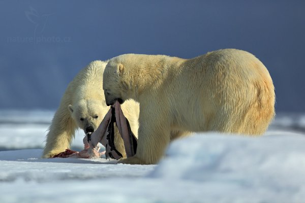 Medvěd lední (Ursus maritimus), Medvěd lední (Ursus maritimus) Polar Bear, Autor: Ondřej Prosický | NaturePhoto.cz, Model: Canon EOS 5D Mark III, Objektiv: EF400mm f/2.8L IS II USM, Ohnisková vzdálenost (EQ35mm): 400 mm, fotografováno z ruky, Clona: 2.8, Doba expozice: 1/5000 s, ISO: 100, Kompenzace expozice: -1/3, Blesk: Ne, 17. července 2013 17:37:26, Sjuøyane, Špicberky (Norsko)