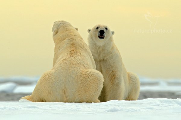 Medvěd lední (Ursus maritimus), Medvěd lední (Ursus maritimus) Polar Bear, Autor: Ondřej Prosický | NaturePhoto.cz, Model: Canon EOS-1D X, Objektiv: EF400mm f/2.8L IS II USM +2x III, Ohnisková vzdálenost (EQ35mm): 800 mm, fotografováno z ruky, Clona: 8.0, Doba expozice: 1/640 s, ISO: 400, Kompenzace expozice: +2/3, Blesk: Ne, 16. července 2013 16:10:49, Sjuøyane, Špicberky (Norsko)