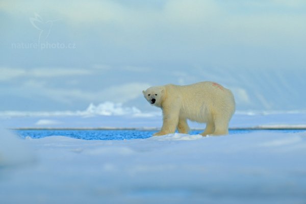 Medvěd lední (Ursus maritimus), Medvěd lední (Ursus maritimus) Polar Bear, Autor: Ondřej Prosický | NaturePhoto.cz, Model: Canon EOS-1D X, Objektiv: EF400mm f/2.8L IS II USM +2x III, Ohnisková vzdálenost (EQ35mm): 800 mm, fotografováno z ruky, Clona: 8.0, Doba expozice: 1/1250 s, ISO: 800, Kompenzace expozice: +1/3, Blesk: Ne, 16. července 2013 23:27:17, Sjuøyane, Špicberky (Norsko)