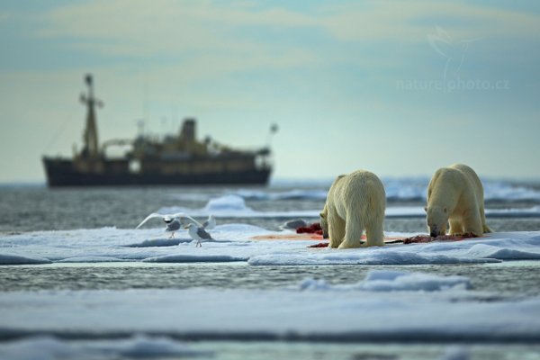 Medvěd lední (Ursus maritimus), Medvěd lední (Ursus maritimus) Polar Bear, Autor: Ondřej Prosický | NaturePhoto.cz, Model: Canon EOS-1D X, Objektiv: EF400mm f/2.8L IS II USM, Ohnisková vzdálenost (EQ35mm): 400 mm, fotografováno z ruky, Clona: 2.8, Doba expozice: 1/8000 s, ISO: 250, Kompenzace expozice: -1, Blesk: Ne, 16. července 2013 17:01:00, Sjuøyane, Špicberky (Norsko)