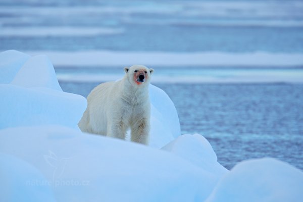 Medvěd lední (Ursus maritimus), Medvěd lední (Ursus maritimus) Polar Bear, Autor: Ondřej Prosický | NaturePhoto.cz, Model: Canon EOS-1D X, Objektiv: EF400mm f/2.8L IS II USM +2x III, Ohnisková vzdálenost (EQ35mm): 800 mm, fotografováno z ruky, Clona: 5.6, Doba expozice: 1/800 s, ISO: 500, Kompenzace expozice: 0, Blesk: Ne, 17. července 2013 1:09:56, Sjuøyane, Špicberky (Norsko)