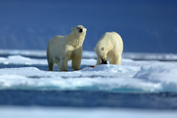 Medvěd lední (Ursus maritimus), Medvěd lední (Ursus maritimus) Polar Bear, Autor: Ondřej Prosický | NaturePhoto.cz, Model: Canon EOS 5D Mark III, Objektiv: EF400mm f/2.8L IS II USM, Ohnisková vzdálenost (EQ35mm): 400 mm, fotografováno z ruky, Clona: 2.8, Doba expozice: 1/8000 s, ISO: 200, Kompenzace expozice: -1/3, Blesk: Ne, 17. července 2013 17:34:11, Sjuøyane, Špicberky (Norsko)