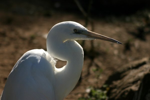 Volavka bílá (Egretta alba), Volavka bílá (Egretta alba), Great White Egret, Silberreiher, Autor: Ondřej Prosický, Model aparátu: Canon EOS 300D DIGITAL, Objektiv: Canon EF 70-300 f/3.5.4.6 IS USM, Ohnisková vzdálenost: 300.00 mm, Clona: 5.60, Doba expozice: 1/1250 s, ISO: 100, Vyvážení expozice: -1.00, Blesk: Ne, Třeboňsko (ČR)