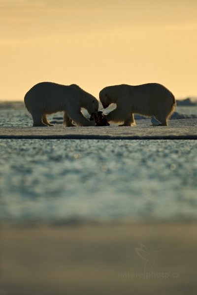 Medvěd lední (Ursus maritimus), Medvěd lední (Ursus maritimus) Polar Bear, Autor: Ondřej Prosický | NaturePhoto.cz, Model: Canon EOS-1D X, Objektiv: EF400mm f/2.8L IS II USM, Ohnisková vzdálenost (EQ35mm): 400 mm, fotografováno z ruky, Clona: 3.2, Doba expozice: 1/8000 s, ISO: 100, Kompenzace expozice: -2/3, Blesk: Ne, 16. července 2013 22:13:40, Sjuøyane, Špicberky (Norsko)