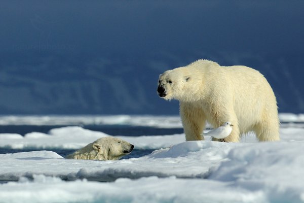 Medvěd lední (Ursus maritimus), Medvěd lední (Ursus maritimus) Polar Bear, Autor: Ondřej Prosický | NaturePhoto.cz, Model: Canon EOS 5D Mark III, Objektiv: EF400mm f/2.8L IS II USM, Ohnisková vzdálenost (EQ35mm): 400 mm, fotografováno z ruky, Clona: 6.3, Doba expozice: 1/5000 s, ISO: 400, Kompenzace expozice: -1/3, Blesk: Ne, 17. července 2013 17:33:40, Sjuøyane, Špicberky (Norsko)