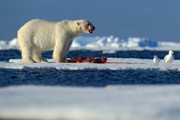 Medvěd lední (Ursus maritimus), Medvěd lední (Ursus maritimus) Polar Bear, Autor: Ondřej Prosický | NaturePhoto.cz, Model: Canon EOS-1D X, Objektiv: EF400mm f/2.8L IS II USM, Ohnisková vzdálenost (EQ35mm): 400 mm, fotografováno z ruky, Clona: 4.5, Doba expozice: 1/1600 s, ISO: 100, Kompenzace expozice: 0, Blesk: Ne, 16. července 2013 22:31:12, Sjuøyane, Špicberky (Norsko)