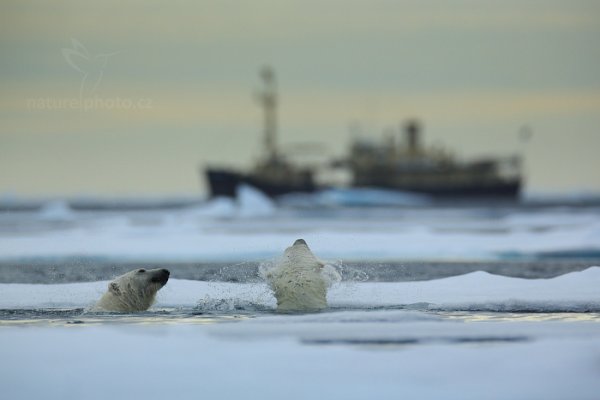 Medvěd lední (Ursus maritimus), Medvěd lední (Ursus maritimus) Polar Bear, Autor: Ondřej Prosický | NaturePhoto.cz, Model: Canon EOS 5D Mark III, Objektiv: EF400mm f/2.8L IS II USM +2x III, Ohnisková vzdálenost (EQ35mm): 800 mm, fotografováno z ruky, Clona: 6.3, Doba expozice: 1/1600 s, ISO: 400, Kompenzace expozice: +2/3, Blesk: Ne, 17. července 2013 16:16:17, Sjuøyane, Špicberky (Norsko)