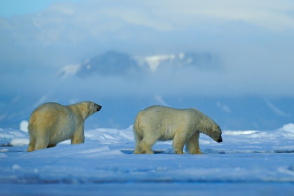 Medvěd lední (Ursus maritimus), Medvěd lední (Ursus maritimus) Polar Bear, Autor: Ondřej Prosický | NaturePhoto.cz, Model: Canon EOS-1D X, Objektiv: EF400mm f/2.8L IS II USM, Ohnisková vzdálenost (EQ35mm): 400 mm, fotografováno z ruky, Clona: 4.5, Doba expozice: 1/2000 s, ISO: 100, Kompenzace expozice: 0, Blesk: Ne, 16. července 2013 23:23:45, Sjuøyane, Špicberky (Norsko)