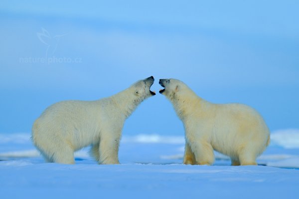 Medvěd lední (Ursus maritimus), Medvěd lední (Ursus maritimus) Polar Bear, Autor: Ondřej Prosický | NaturePhoto.cz, Model: Canon EOS-1D X, Objektiv: EF400mm f/2.8L IS II USM +2x III, Ohnisková vzdálenost (EQ35mm): 800 mm, fotografováno z ruky, Clona: 5.6, Doba expozice: 1/320 s, ISO: 100, Kompenzace expozice: +1/3, Blesk: Ne, 16. července 2013 23:26:02, Sjuøyane, Špicberky (Norsko)