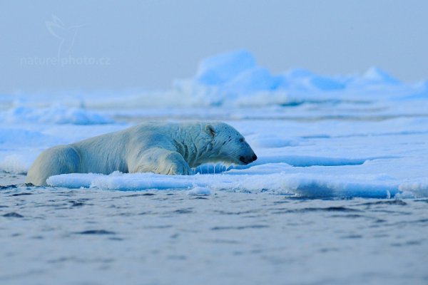 Medvěd lední (Ursus maritimus), Medvěd lední (Ursus maritimus) Polar Bear, Autor: Ondřej Prosický | NaturePhoto.cz, Model: Canon EOS-1D X, Objektiv: EF400mm f/2.8L IS II USM, Ohnisková vzdálenost (EQ35mm): 400 mm, fotografováno z ruky, Clona: 7.1, Doba expozice: 1/4000 s, ISO: 800, Kompenzace expozice: -2/3, Blesk: Ne, 16. července 2013 23:03:52, Sjuøyane, Špicberky (Norsko)