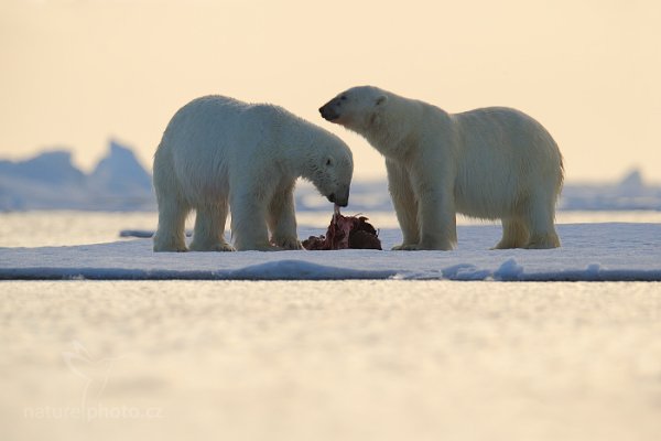 Medvěd lední (Ursus maritimus), Medvěd lední (Ursus maritimus) Polar Bear, Autor: Ondřej Prosický | NaturePhoto.cz, Model: Canon EOS-1D X, Objektiv: EF400mm f/2.8L IS II USM +2x III, Ohnisková vzdálenost (EQ35mm): 800 mm, fotografováno z ruky, Clona: 7.1, Doba expozice: 1/2500 s, ISO: 800, Kompenzace expozice: -1/3, Blesk: Ne, 16. července 2013 22:09:49, Sjuøyane, Špicberky (Norsko)