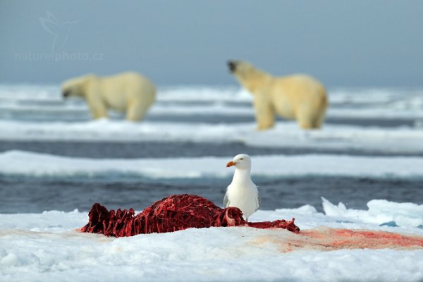 Racek šedý (Larus hyperboreus), Racek šedý (Larus hyperboreus) Glaucous Gull, Autor: Ondřej Prosický | NaturePhoto.cz, Model: Canon EOS-1D X, Objektiv: EF400mm f/2.8L IS II USM, Ohnisková vzdálenost (EQ35mm): 400 mm, fotografováno z ruky, Clona: 8.0, Doba expozice: 1/1250 s, ISO: 200, Kompenzace expozice: 0, Blesk: Ne, 16. července 2013 17:07:44, Sjuøyane, Špicberky (Norsko)