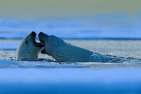 Medvěd lední (Ursus maritimus), Medvěd lední (Ursus maritimus) Polar Bear, Autor: Ondřej Prosický | NaturePhoto.cz, Model: Canon EOS-1D X, Objektiv: EF400mm f/2.8L IS II USM +2x III, Ohnisková vzdálenost (EQ35mm): 800 mm, fotografováno z ruky, Clona: 8.0, Doba expozice: 1/1000 s, ISO: 800, Kompenzace expozice: -2/3, Blesk: Ne, 16. července 2013 22:49:18, Sjuøyane, Špicberky (Norsko)