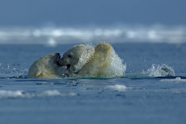 Medvěd lední (Ursus maritimus)