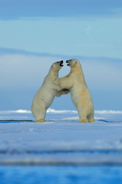 Medvěd lední (Ursus maritimus), Medvěd lední (Ursus maritimus) Polar Bear, Autor: Ondřej Prosický | NaturePhoto.cz, Model: Canon EOS-1D X, Objektiv: EF400mm f/2.8L IS II USM, Ohnisková vzdálenost (EQ35mm): 400 mm, fotografováno z ruky, Clona: 4.5, Doba expozice: 1/1250 s, ISO: 100, Kompenzace expozice: +1/3, Blesk: Ne, 16. července 2013 23:25:32, Sjuøyane, Špicberky (Norsko)