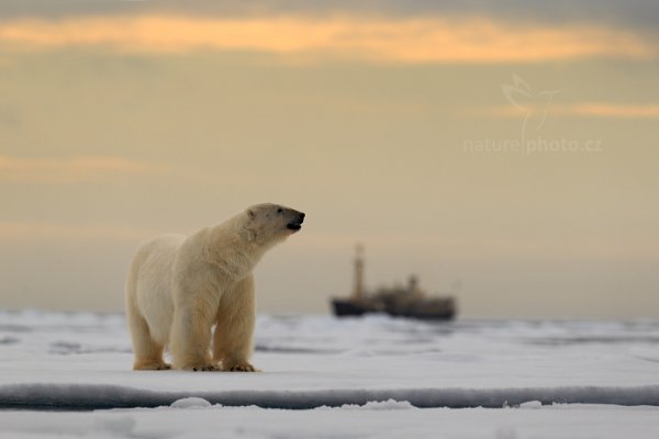 Medvěd lední (Ursus maritimus), Medvěd lední (Ursus maritimus) Polar Bear, Autor: Ondřej Prosický | NaturePhoto.cz, Model: Canon EOS-1D X, Objektiv: EF400mm f/2.8L IS II USM, Ohnisková vzdálenost (EQ35mm): 400 mm, fotografováno z ruky, Clona: 4.5, Doba expozice: 1/2000 s, ISO: 100, Kompenzace expozice: +2/3, Blesk: Ne, 16. července 2013 15:56:01, Sjuøyane, Špicberky (Norsko)