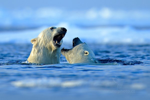 Medvěd lední (Ursus maritimus), Medvěd lední (Ursus maritimus) Polar Bear, Autor: Ondřej Prosický | NaturePhoto.cz, Model: Canon EOS-1D X, Objektiv: EF400mm f/2.8L IS II USM +2x III, Ohnisková vzdálenost (EQ35mm): 800 mm, fotografováno z ruky, Clona: 5.6, Doba expozice: 1/400 s, ISO: 200, Kompenzace expozice: +1/3, Blesk: Ne, 16. července 2013 22:38:43, Sjuøyane, Špicberky (Norsko)