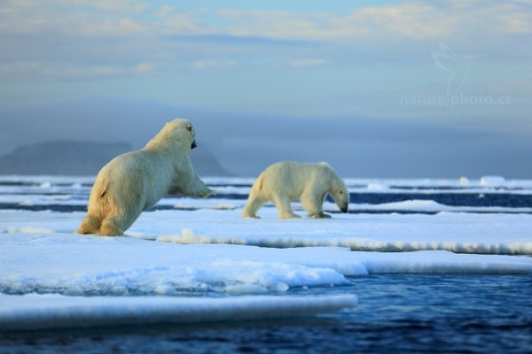 Medvěd lední (Ursus maritimus), Medvěd lední (Ursus maritimus) Polar Bear, Autor: Ondřej Prosický | NaturePhoto.cz, Model: Canon EOS 5D Mark III, Objektiv: EF70-200mm f/2.8L IS II USM, Ohnisková vzdálenost (EQ35mm): 200 mm, fotografováno z ruky, Clona: 3.5, Doba expozice: 1/500 s, ISO: 200, Kompenzace expozice: +2/3, Blesk: Ne, 17. července 2013 23:06:16, Sjuøyane, Špicberky (Norsko)