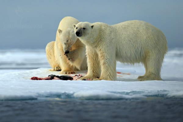 Medvěd lední (Ursus maritimus), Medvěd lední (Ursus maritimus) Polar Bear, Autor: Ondřej Prosický | NaturePhoto.cz, Model: Canon EOS-1D X, Objektiv: EF400mm f/2.8L IS II USM, Ohnisková vzdálenost (EQ35mm): 400 mm, fotografováno z ruky, Clona: 4.0, Doba expozice: 1/4000 s, ISO: 200, Kompenzace expozice: 0, Blesk: Ne, 16. července 2013 17:04:12, Sjuøyane, Špicberky (Norsko)