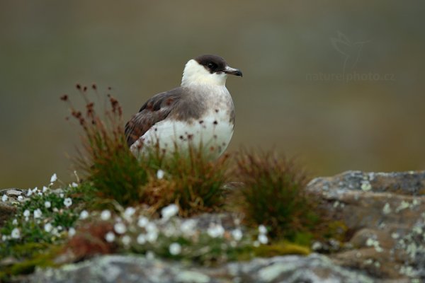 Chaluha příživná (Stercorarius parasiticus), Chaluha příživná (Stercorarius parasiticus) Artic Skua, Autor: Ondřej Prosický | NaturePhoto.cz, Model: Canon EOS-1D X, Objektiv: EF400mm f/2.8L IS II USM, Ohnisková vzdálenost (EQ35mm): 400 mm, fotografováno z ruky, Clona: 4.0, Doba expozice: 1/640 s, ISO: 400, Kompenzace expozice: -1/3, Blesk: Ne, 26. července 2013 21:32:08, Lyngyaerbyen, Špicberky (Norsko)