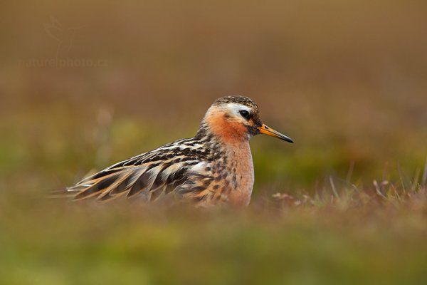 Lyskonoh ploskozobý (Phalaropus fulicarius), Lyskonoh ploskozobý (Phalaropus fulicarius) Grey Phalarope, Autor: Ondřej Prosický | NaturePhoto.cz, Model: Canon EOS-1D X, Objektiv: EF400mm f/2.8L IS II USM +2x III, Ohnisková vzdálenost (EQ35mm): 800 mm, fotografováno z ruky, Clona: 8.0, Doba expozice: 1/200 s, ISO: 1600, Kompenzace expozice: -1, Blesk: Ne, 13. července 2013 23:24:07, Lyngyaerbyen, Špicberky (Norsko)