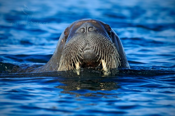 Mrož lední (Odobenus rosmarus), Mrož lední (Odobenus rosmarus) Walrus, Autor: Ondřej Prosický | NaturePhoto.cz, Model: Canon EOS-1D X, Objektiv: EF400mm f/2.8L IS II USM, Ohnisková vzdálenost (EQ35mm): 400 mm, fotografováno z ruky, Clona: 7.1, Doba expozice: 1/1000 s, ISO: 400, Kompenzace expozice: 0, Blesk: Ne, 17. července 2013 9:35:21, Sjuøyane, Špicberky (Norsko)