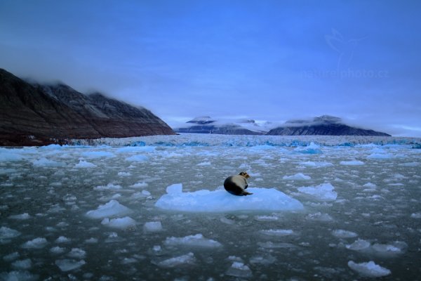 Tuleň vousatý (Erignathus barbatus), Tuleň vousatý (Erignathus barbatus) Bearded Seal, Autor: Ondřej Prosický | NaturePhoto.cz, Model: Canon EOS 5D Mark III, Objektiv: EF24mm f/1.4L II USM, Ohnisková vzdálenost (EQ35mm): 24 mm, fotografováno z ruky, Clona: 1.6, Doba expozice: 1/400 s, ISO: 160, Kompenzace expozice: +1, Blesk: Ne, 24. července 2013 1:49:44, Kongsbreen, Špicberky (Norsko)