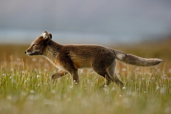 Liška polární (Vulpes lagopus), Liška polární (Vulpes lagopus) Arctic Fox, Autor: Ondřej Prosický | NaturePhoto.cz, Model: Canon EOS-1D X, Objektiv: EF400mm f/2.8L IS II USM, Ohnisková vzdálenost (EQ35mm): 400 mm, fotografováno z ruky, Clona: 5.0, Doba expozice: 1/800 s, ISO: 500, Kompenzace expozice: -2/3, Blesk: Ne, 25. července 2013 21:20:25, Lyngyaerbyen, Špicberky (Norsko)