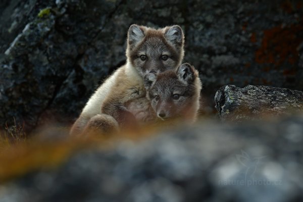 Liška polární (Vulpes lagopus), Liška polární (Vulpes lagopus) Arctic Fox, Autor: Ondřej Prosický | NaturePhoto.cz, Model: Canon EOS-1D X, Objektiv: EF400mm f/2.8L IS II USM +2x III, Ohnisková vzdálenost (EQ35mm): 800 mm, fotografováno z ruky, Clona: 7.1, Doba expozice: 1/800 s, ISO: 800, Kompenzace expozice: -1 1/3, Blesk: Ne, 24. července 2013 16:40:33, Protektorfjellet, Špicberky (Norsko)