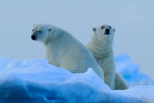 Medvěd lední (Ursus maritimus), Medvěd lední (Ursus maritimus) Polar Bear, Autor: Ondřej Prosický | NaturePhoto.cz, Model: Canon EOS-1D X, Objektiv: EF400mm f/2.8L IS II USM +2x III, Ohnisková vzdálenost (EQ35mm): 800 mm, fotografováno z ruky, Clona: 8.0, Doba expozice: 1/640 s, ISO: 400, Kompenzace expozice: -1/3, Blesk: Ne, 16. července 2013 21:50:09, Sjuøyane, Špicberky (Norsko)