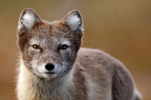 Liška polární (Vulpes lagopus), Liška polární (Vulpes lagopus) Arctic Fox, Autor: Ondřej Prosický | NaturePhoto.cz, Model: Canon EOS-1D X, Objektiv: EF400mm f/2.8L IS II USM, Ohnisková vzdálenost (EQ35mm): 400 mm, fotografováno z ruky, Clona: 3.2, Doba expozice: 1/1600 s, ISO: 500, Kompenzace expozice: 0, Blesk: Ne, 25. července 2013 21:30:40, Lyngyaerbyen, Špicberky (Norsko)