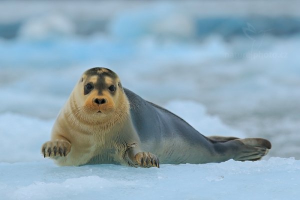 Tuleň vousatý (Erignathus barbatus), Tuleň vousatý (Erignathus barbatus) Bearded Seal, Autor: Ondřej Prosický | NaturePhoto.cz, Model: Canon EOS-1D X, Objektiv: EF400mm f/2.8L IS II USM, Ohnisková vzdálenost (EQ35mm): 400 mm, fotografováno z ruky, Clona: 8.0, Doba expozice: 1/1000 s, ISO: 1600, Kompenzace expozice: 0, Blesk: Ne, 24. července 2013 1:27:27, Kongsbreen, Špicberky (Norsko)