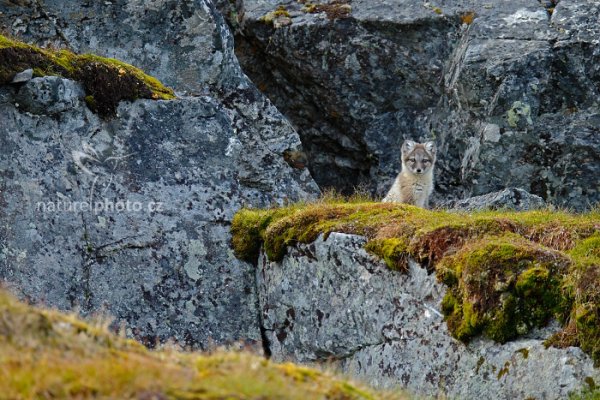 Liška polární (Vulpes lagopus), Liška polární (Vulpes lagopus) Arctic Fox, Autor: Ondřej Prosický | NaturePhoto.cz, Model: Canon EOS-1D X, Objektiv: EF400mm f/2.8L IS II USM +2x III, Ohnisková vzdálenost (EQ35mm): 800 mm, fotografováno z ruky, Clona: 6.3, Doba expozice: 1/160 s, ISO: 400, Kompenzace expozice: -2/3, Blesk: Ne, 24. července 2013 16:34:52, Protektorfjellet, Špicberky (Norsko)